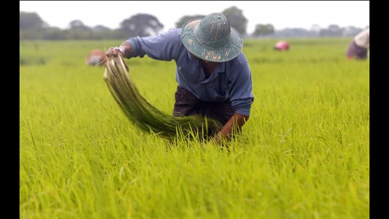 နိုင်ငံတဝန်း စပါးမျိုးစေ့ထုတ် လုပ်ငန်းဧက ၁ သိန်း စီမံကိန်းလုပ်ဆောင်မည်