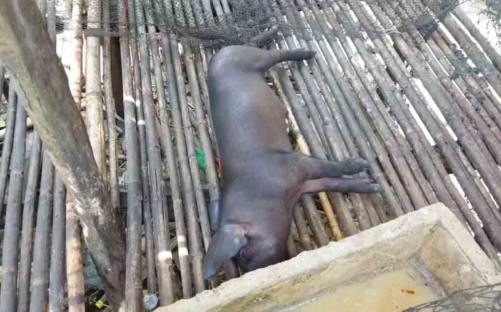 ဖျာပုံမြို့နယ်အတွင်း ဝက်အများအပြား သေဆုံးနေ
