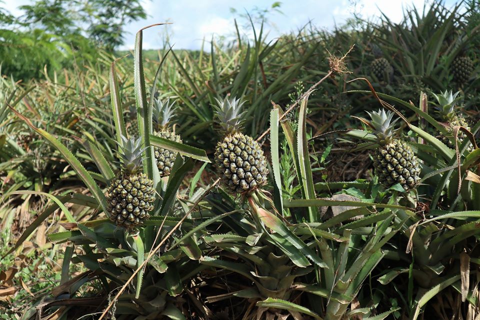ဓာတုဆေးမသုံးသည့်  organic နာနတ်သီးကို ပြည်တွင်းစားသုံးသူများ ပိုမိုနှစ်သက်လာ