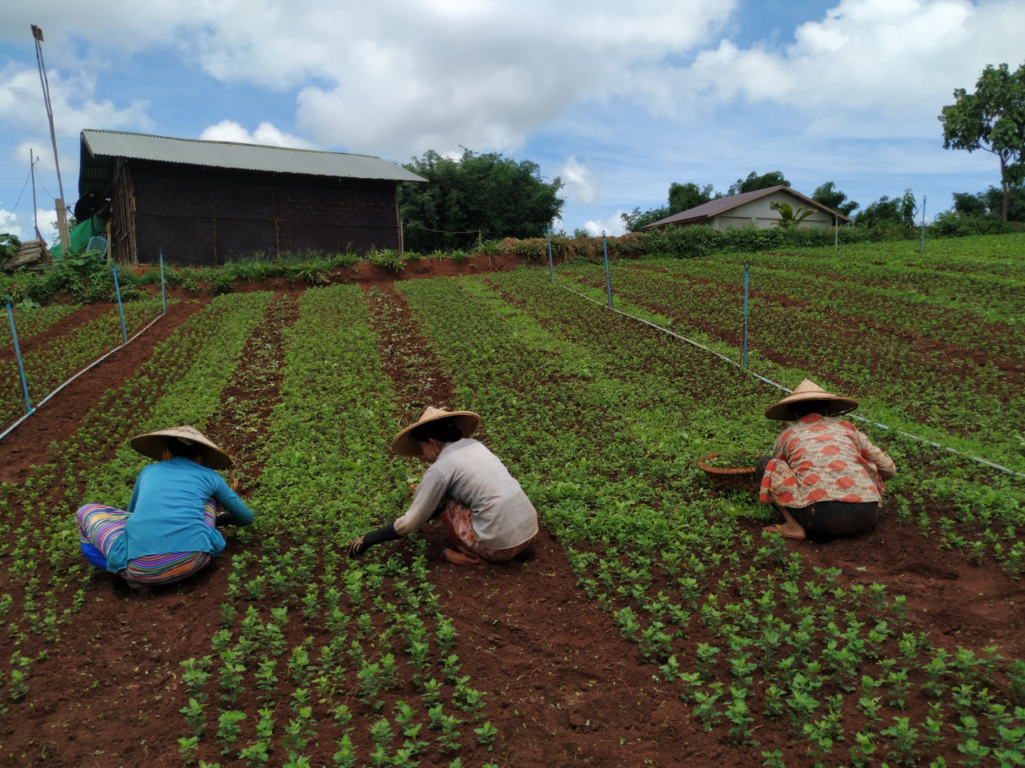 ကိုဗစ်-၁၉ ကပ်ဘေးကြောင့် ပြင်ဦးလွင်က စိုက်ပျိုးရေးခြံများတွင် လုပ်သားရှားပါးနေ