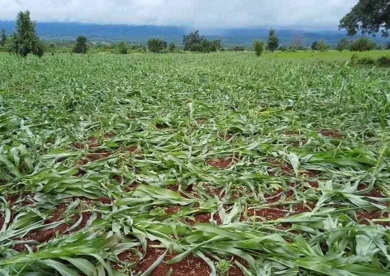 ဆီဆိုင်တွင် တောင်သူများ စိုက်ထားသည့် ပြောင်းပင်ဧက ၂၀ ကျော် ဖျက်ဆီးခံရ