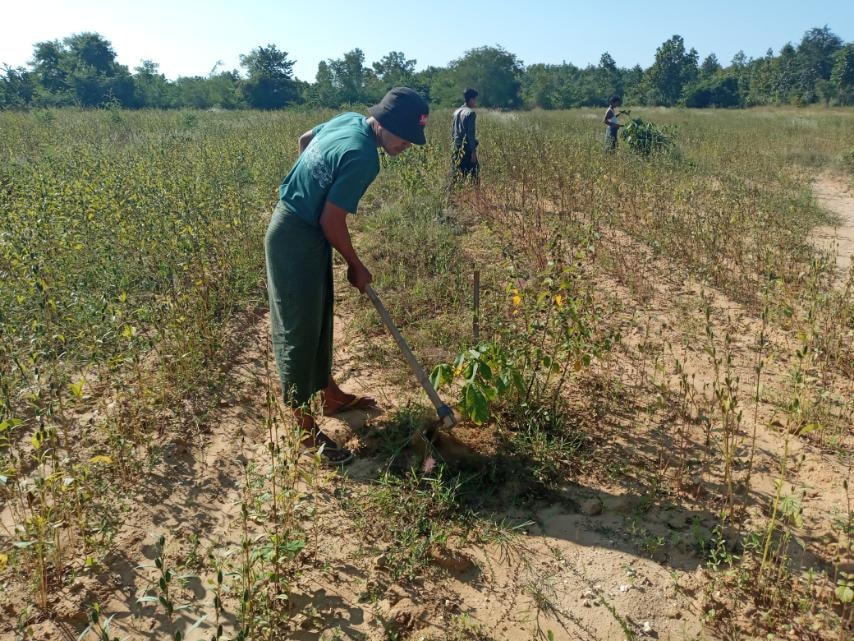 ဆိပ်ဖြူတွင် ဒေသခံအစုအဖွဲ့ပိုင် သစ်တောဧက ၁၃၀၀ တွင် လျော်ဖြူအများဆုံး စိုက်ပျိုး