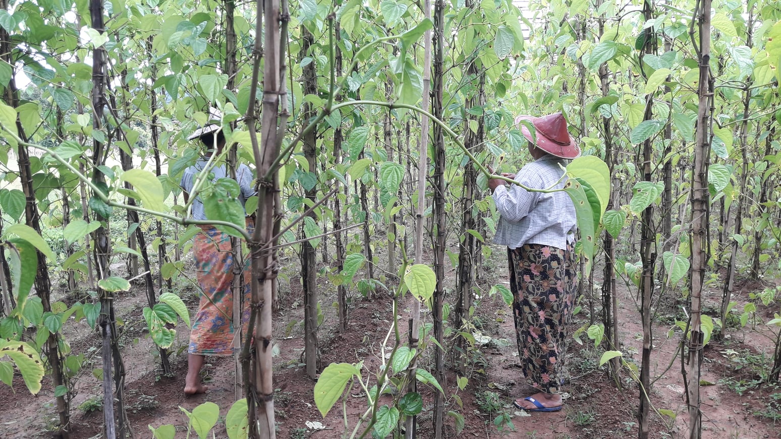 သထုံတွင် ကွမ်းရွက်အထွက်နှုန်းကောင်းပြီး ဈေးကောင်းရသဖြင့် ကွမ်းစိုက်တောင်သူများအဆင်ပြေ