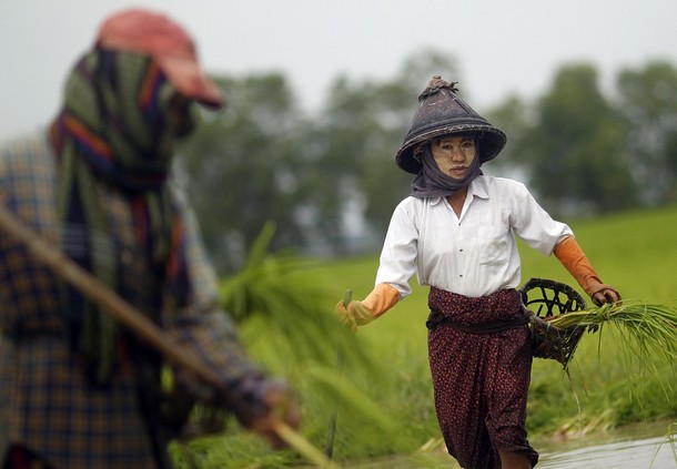 သီးနွံစစိုက္ခ်ိန္တြင္ စိုက္ပ်ဳိးစရိတ္ေခ်းေငြ ထုတ္ေပးရန္လို
