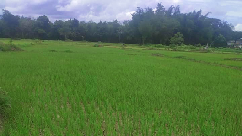 ဟင်္သာတခရိုင်တွင် မိုးနည်းသဖြင့် မိုးစပါးစိုက် လယ်သမားများ အခက်အခဲကြုံနေ