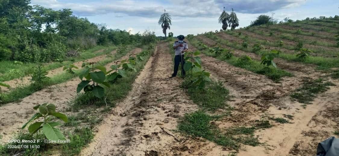 ဆောမြို့နယ်၌ ဒေသခံအစုအဖွဲ့ပိုင်သစ်တော စိုက်ခင်း ဧက ၃၀၀၀ကျော် လုပ်ကိုင်ခွင့်ပြု