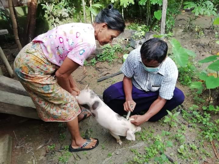ကိုဗစ်ကာလ မွေးမြူရေးထွက်ကုန်ပစ္စည်း ၄၀ ရာခိုင်နှုန်းခန့် ထိခိုက်