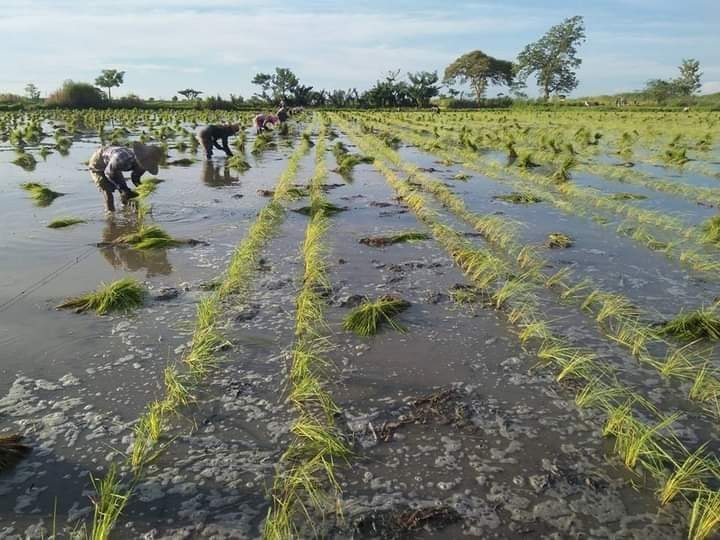 မကွေးတိုင်းတွင် မျိုးသန့်ထုတ်မည့် မိုးစပါးစိုက်ဧက ၈၀၀၀ ကျော်အတွက် ထောက်ပံ့ငွေပေးမည်