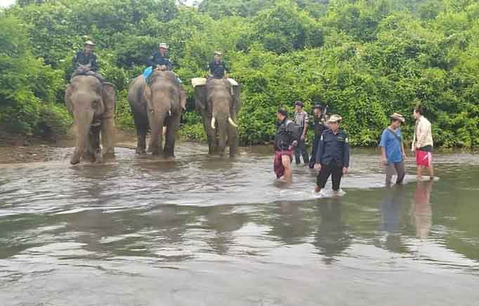 ငပုတောမြို့နယ်တွင် တောဆင်ရိုင်းအုပ်များဝင်ရောက် သောင်းကျန်းနေ