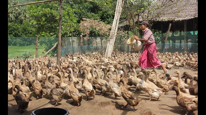 ဘဲဥဈေးကျပြီး ကုန်ကြမ်းဈေးကြီးမြင့်မှုကြောင့် ရေးမြို့နယ် ဘဲမွေးမြူရေးလုပ်ငန်းရှင်များ အခက်ကြုံ