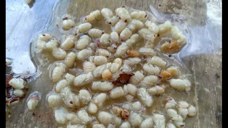 Varroa Jacobsoni ကပ်ပါးမွှားတွေ့သဖြင့် မကွေးတိုင်း ပျားမွေးမြူရေး လုပ်ကိုင်သူများ စိုးရိမ်