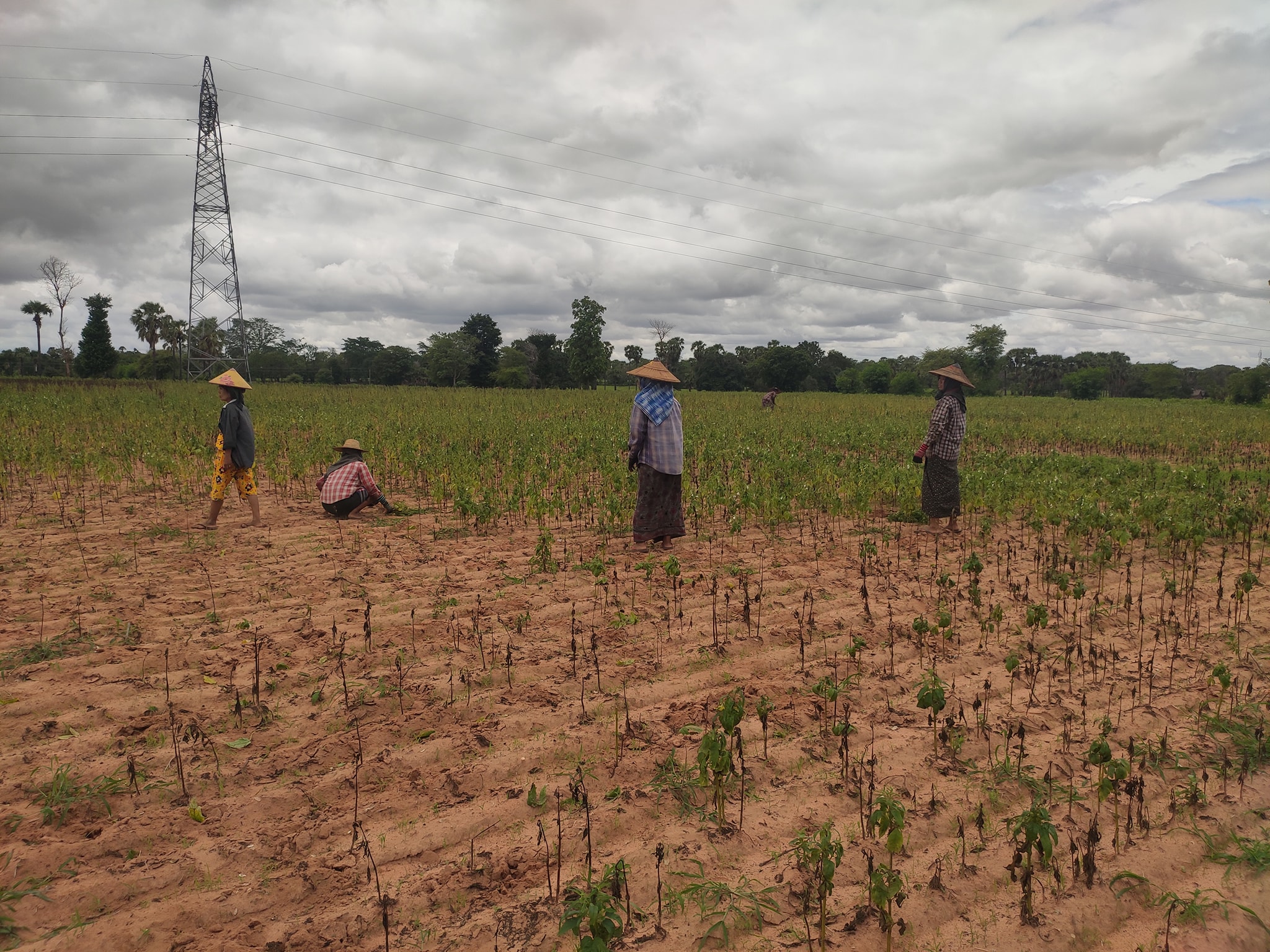 မကွေးမြို့နယ်၌ ရာသီဥတုဖောက်ပြန်သဖြင့် သီးနှံစိုက်တောင်သူများ ၃ နှစ်ဆက်တိုက် အရှုံးပေါ်