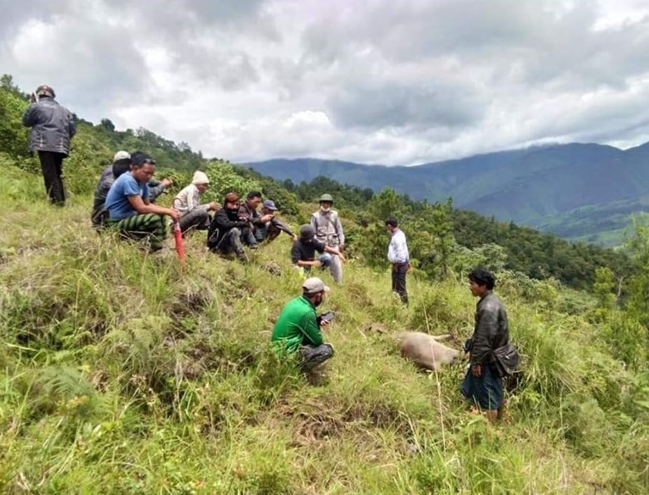 နာဂဒေသတွင် အသက်ရှူကြပ်သည့် ရောဂါတစ်မျိုးဖြင့် ကျွဲအကောင်ရေ ရာချီ သေဆုံး
