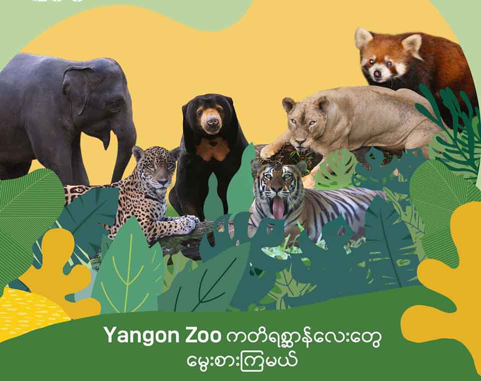 ရန်ကုန်တိရစ္ဆာန်ဥယျာဉ်မှ ကျား၊ ခြင်္သေ့၊ ဆင်၊ ဝက်ဝံ၊ ပန်ဒါနီလေးတွေကို ယာယီမွေးစားနိုင်မည်