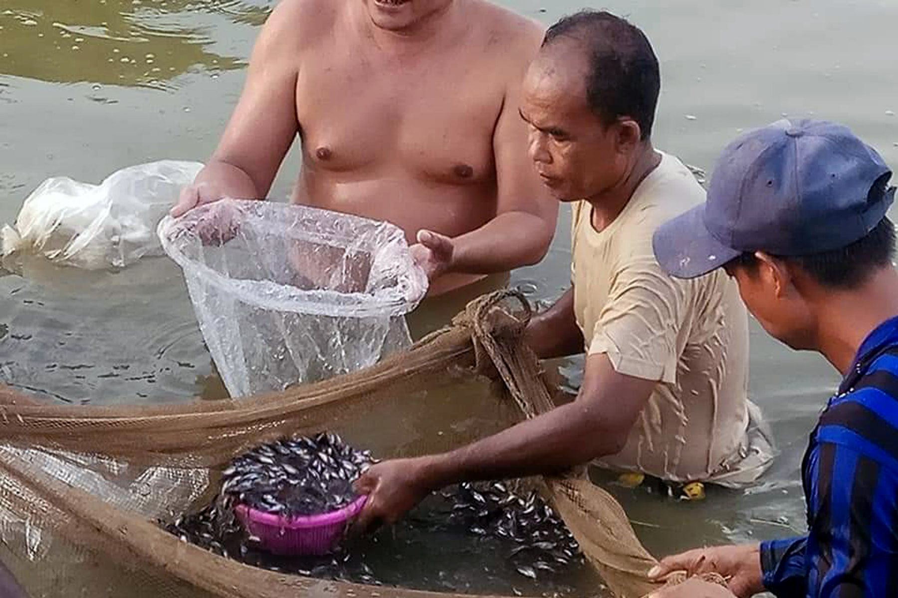 မွန်ပြည်နယ်အတွင်း ငါးမွေးတောင်သူများကို ငါးသားပေါက် ၁၂ သိန်း အခမဲ့ ထောက်ပံ့မည်
