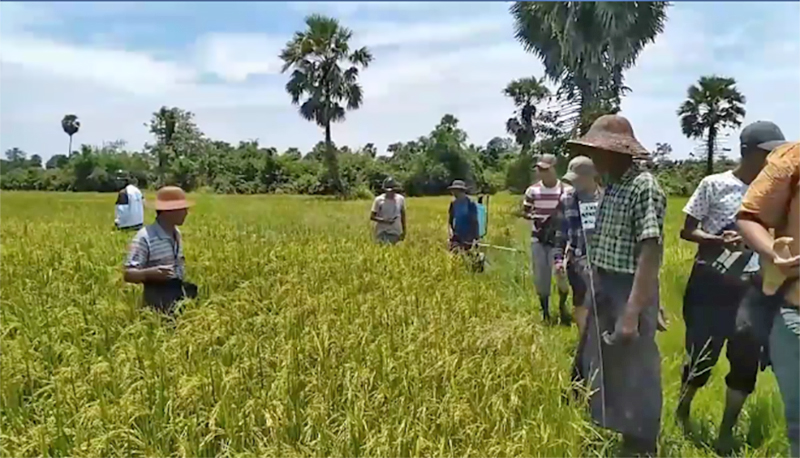 အင်္ဂပူမြို့နယ် လယ်ဧက ၈၀ ခန့်တွင် နှံစုပ်ပိုးကျပြီး စပါးများ ပျက်စီး