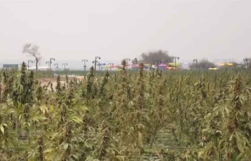 ချဉ်ပေါင်နွယ်ဝင် Hemp စိုက်ပျိုးမှုဖြင့် ထောင်ချခံထားရသူကို ထောင်ဒဏ် ၁၀ နှစ် လျှော့ပေး 