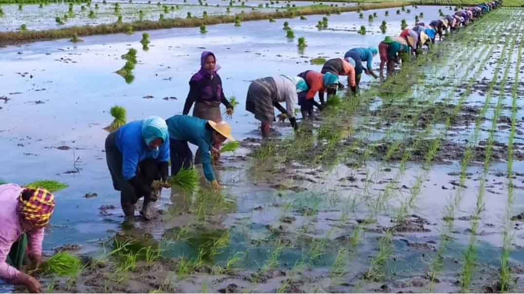 ကိုဗစ်အလွန် စိုက်ပျိုးရေးလုပ်ငန်းမထိခိုက်စေရန် မျိုးစပါးဧက ၁ သိန်းစိုက်ပျိုးမည် 
