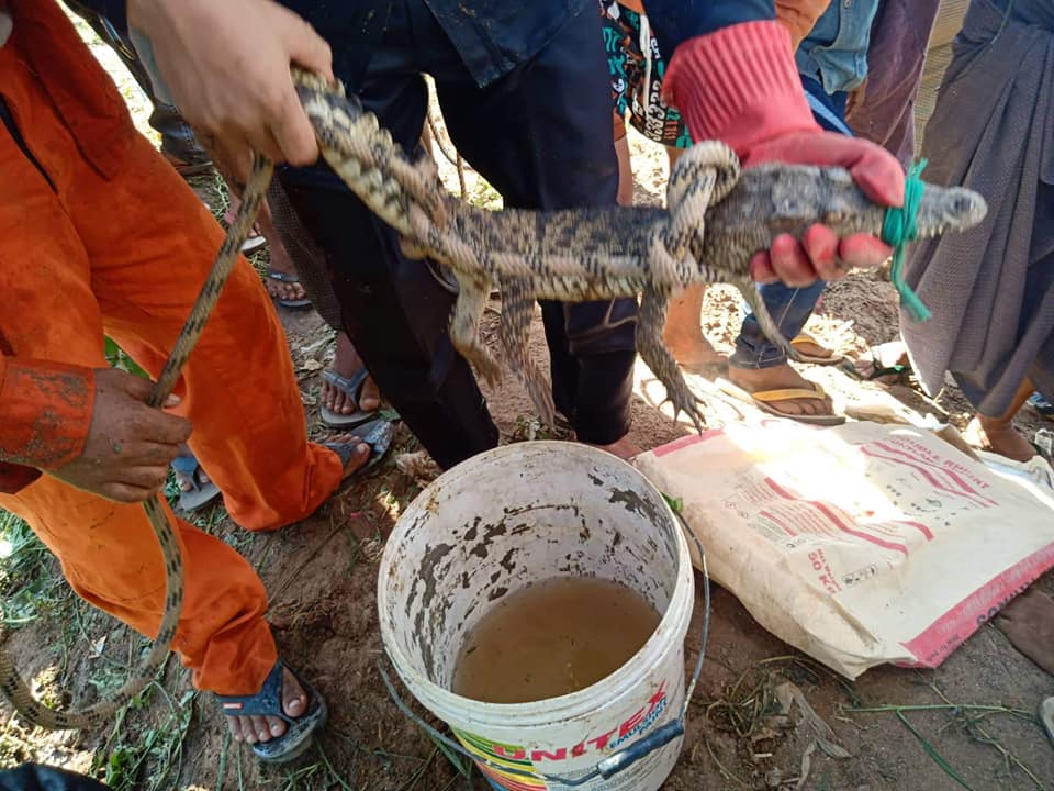 မုံရွာမြို့ လမ်းဘေးရေမြောင်းတွင် မိချောင်းပေါက် ၁ ကောင် ဖမ်းမိ (ဓာတ်ပုံ)
