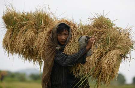 ဓာတ္ေျမဩဇာနွင့္မ်ဳိးစပါး အတုိးမဲ့ အေၾကြးစနစ္ျဖင့္ ေရာင္းခ်