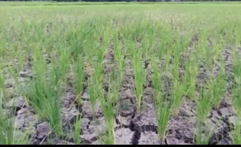 ရွှေဘိုခရိုင်၌ မိုးခေါင်ပြီး ဆည်ရေမရသဖြင့် စပါးစိုက်ပျိုးရေးထိခိုက်နေ 