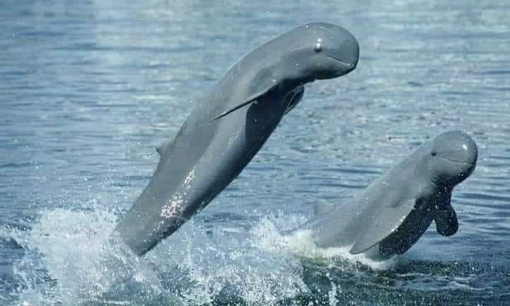 ပခုက္ကူ ဧရာဝတီတံတားအောက် ဧရာဝတီလင်းပိုင်တွေ့ရှိ၊ ရှော့တိုက်ဖမ်းဆီးမှုများ ရှိနေ
