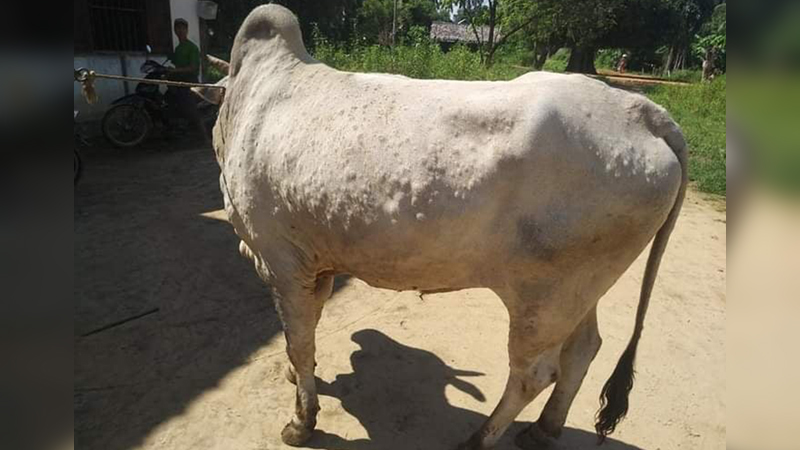 စစ်ကိုင်းတိုင်းတွင် နွားများ အရေပြား အကျိတ်နာရောဂါ ဖြစ်ပွားနေ  