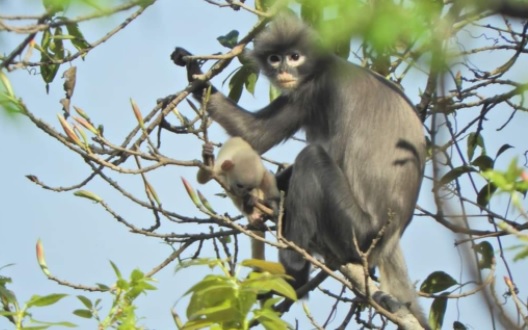 မြန်မာနိုင်ငံ၌ Popa langur ခေါ် ရှားပါးမျောက်မျိုးစိတ်သစ် တွေ့ရှိ 