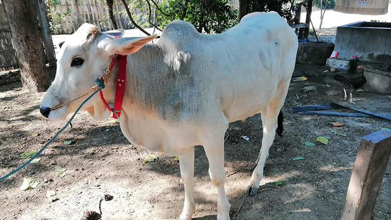 ခင်ဦးမြို့နယ် ကျေးရွာအချို့တွင် ခိုင်းနွားများ အမည်မသိရောဂါ ဖြစ်ပွား