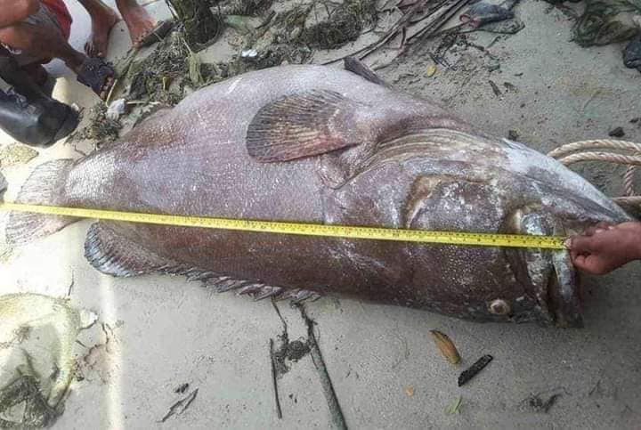 ဘုတ်ပြင်း၊ လန်ပိကျွန်းအနီး ရေပြင်တွင် ကျောက်ငါးများ အသက်ရှင်လျ​က်မျောပါနေ