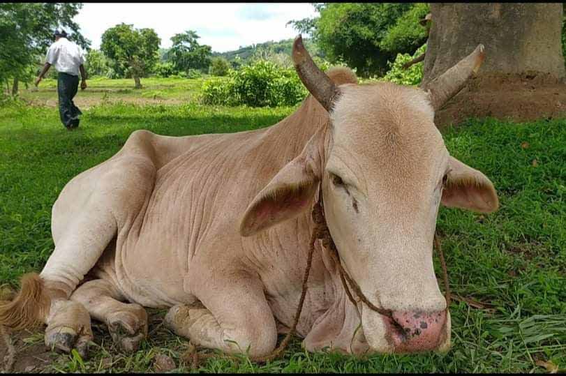 ခင်ဦးမြို့နယ်က နွားများတွင် အမည်မသိအရေပြားရောဂါတစ်မျိုးဖြစ်ပွားနေ