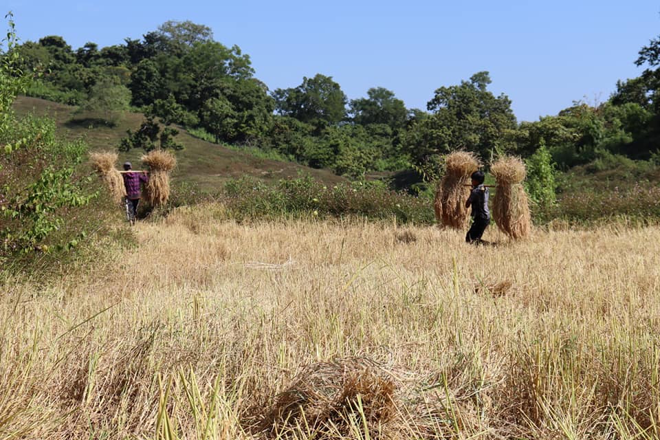 တပ်မတော်စခန်းချခဲ့သည့်ရွာက မိုးစပါးများ အချိန်မီမရိတ်နိုင်သဖြင့် အခြားရွာသားများ လာကူညီ 