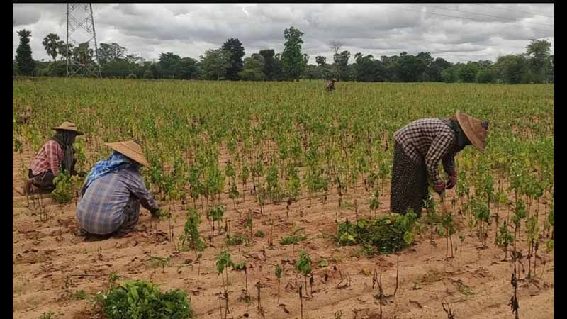 မကွေးတိုင်းတွင်  သဘာဝဘေးကြောင့် မိုးသီးနှံ စိုက်ဧက ၁၉၀,၀၀၀ ကျော်ပျက်စီး