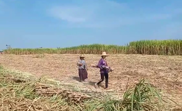 ကုန်တင်ယာဉ်များ အချိန်မီမရောက်သဖြင့် ဗန်းမော်က တောင်သူများ ကြံတင်ပို့ရေး အခက်ကြုံ