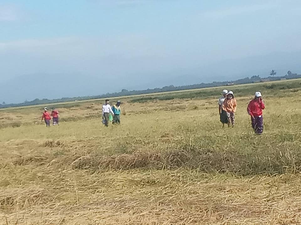 လောင်းလုံးမြို့နယ်ထဲက ပိုးကျစပါးခင်းများအတွက် ထောက်ပံ့ကြေးရလို