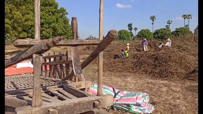 နှမ်းဈေးကျဆင်းနေသဖြင့် ဝက်လက်တောင်သူများ အခက်တွေ့