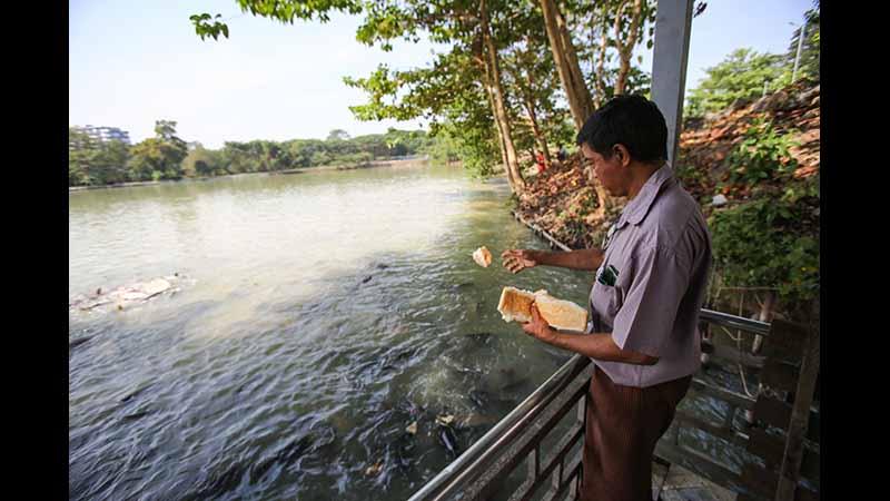 ကိုဗစ်ကာလ  ဘုရားစေတီများရှိ ဘေးမဲ့ငါးများကို အစာကျွေးသူရှားပါးလာ (ဓာတ်ပုံ)