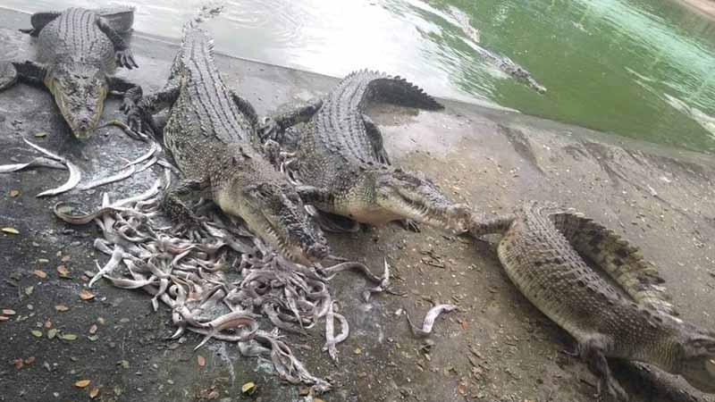 သာကေတ မိကျောင်းမွေးမြူရေးစခန်း ဇန်နဝါရီလ ပြန်ဖွင့်နိုင်ရန် စာတင်ထား