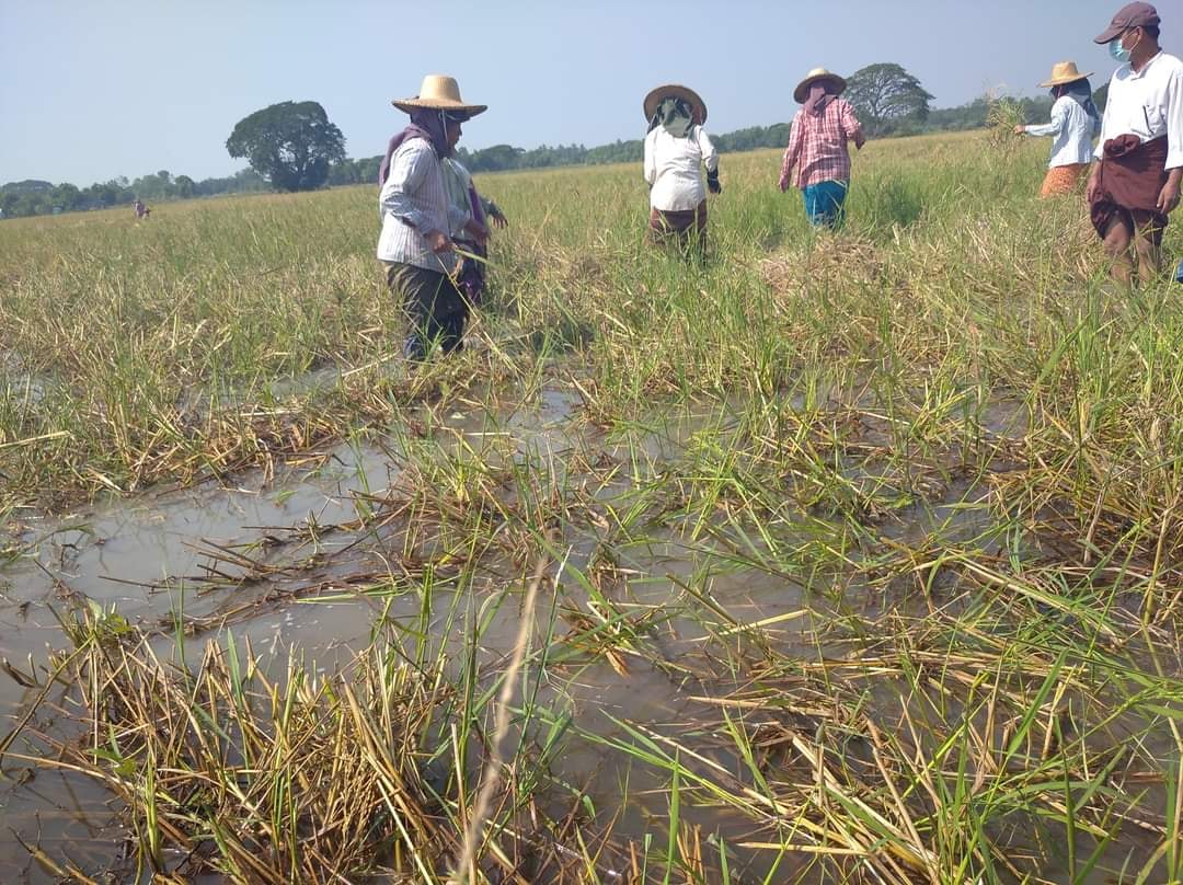 မအူပင်မြို့နယ်တွင် လယ်ဧက ၁၀၀၀ ကျော် ရေနစ်မြုပ်နေ 