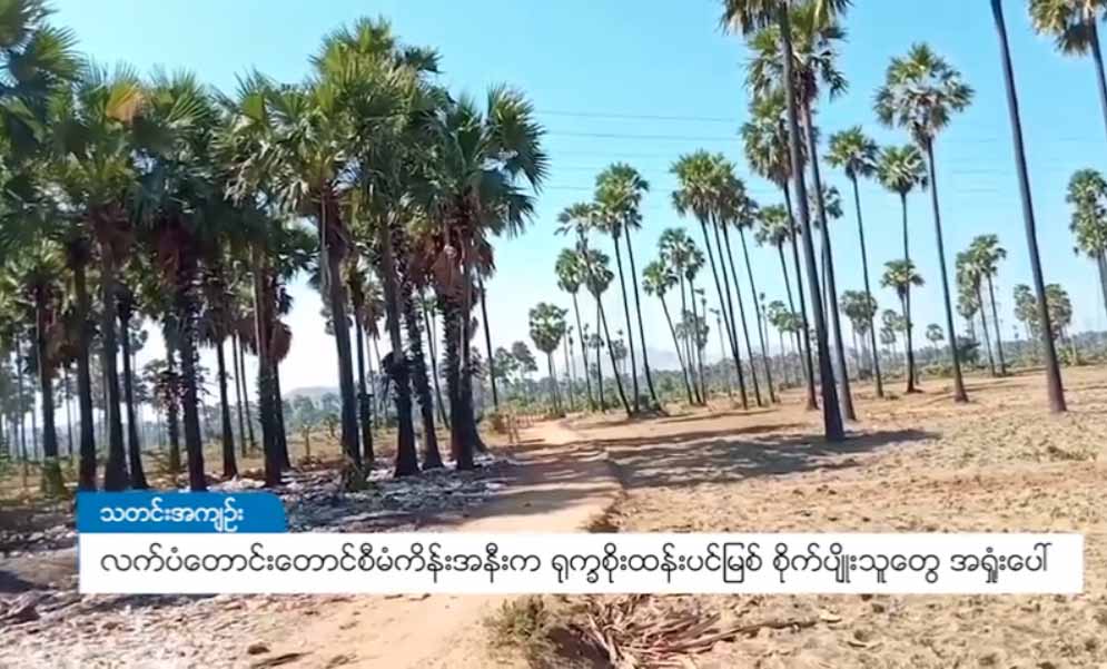 လက်ပံတောင်းတောင်ဒေသက ရုက္ခစိုးထန်းပင်မြစ် စိုက်ပျိုးသူများ အရှုံးပေါ်