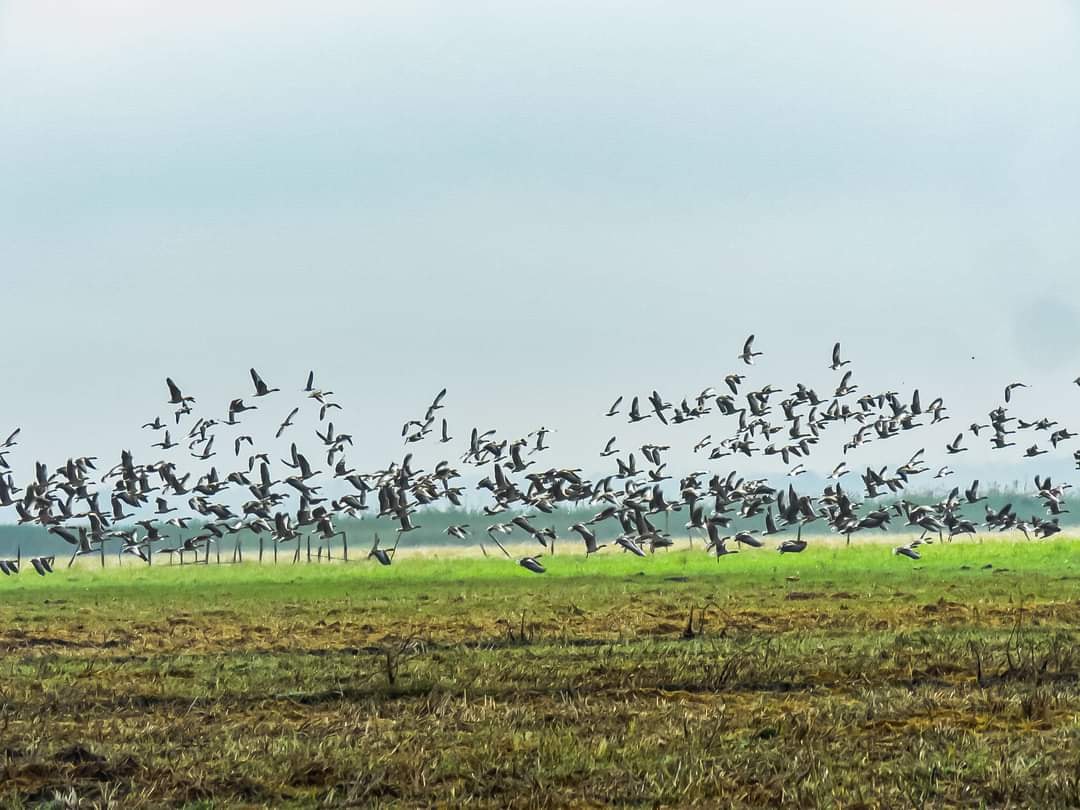 အင်းတော်ကြီး အာရှရေပျော်ငှက်စာရင်းကောက်ယူမှု ကောင်ရေ ၂၂,၀၀၀ ကျော်မှတ်တမ်းတင်နိုင်