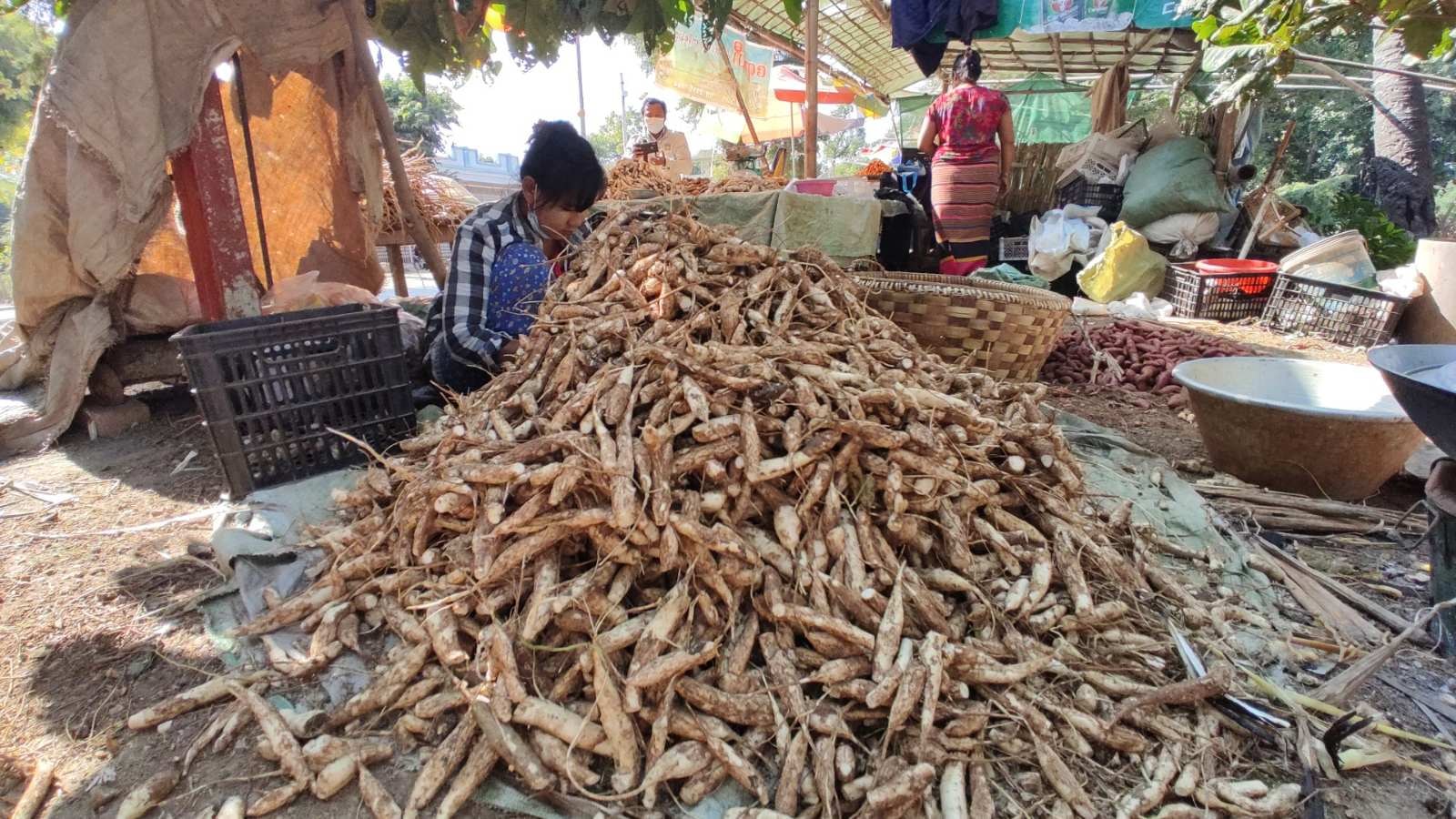 ကိုဗစ်ကာလ အခက်အခဲ ကြုံနေရသည့် တံတားဦး ပဲမြစ်တောင်သူများ (ရင်ဖွင့်စာ)