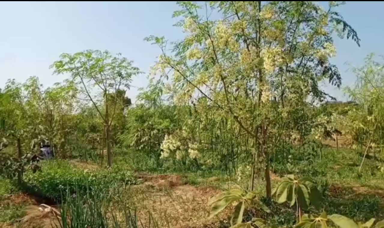 စစ်ကိုင်းတိုင်းတွင် အိန္ဒိယဒန့်သလွန်သီး ဈေးကောင်းရနေ၍ တောင်သူများအဆင်ပြေ