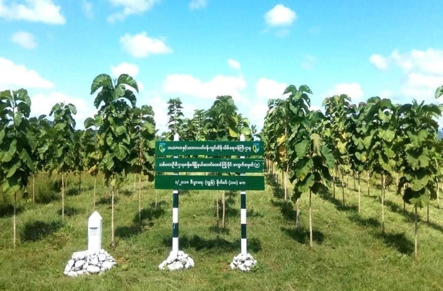 မကွေးတိုင်းတွင် ပုဂ္ဂလိက ကျွန်းစိုက်ခင်း ၉၉၄၈ ဧကနှင့် သစ်မာ ၄၃၀၀ ဧကကျော် စိုက်ပျိုးခွင့်ပြု