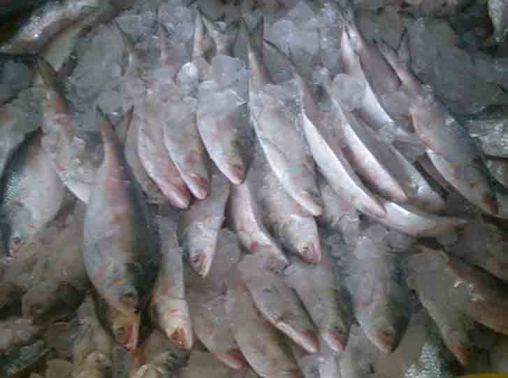 ငါးသေလာက္ မ်ိုးေဖာက္ေမြးျမူေရး ေနာ္ေ၀နိုင္ငံက နည္းပညာ ကူညီမည္