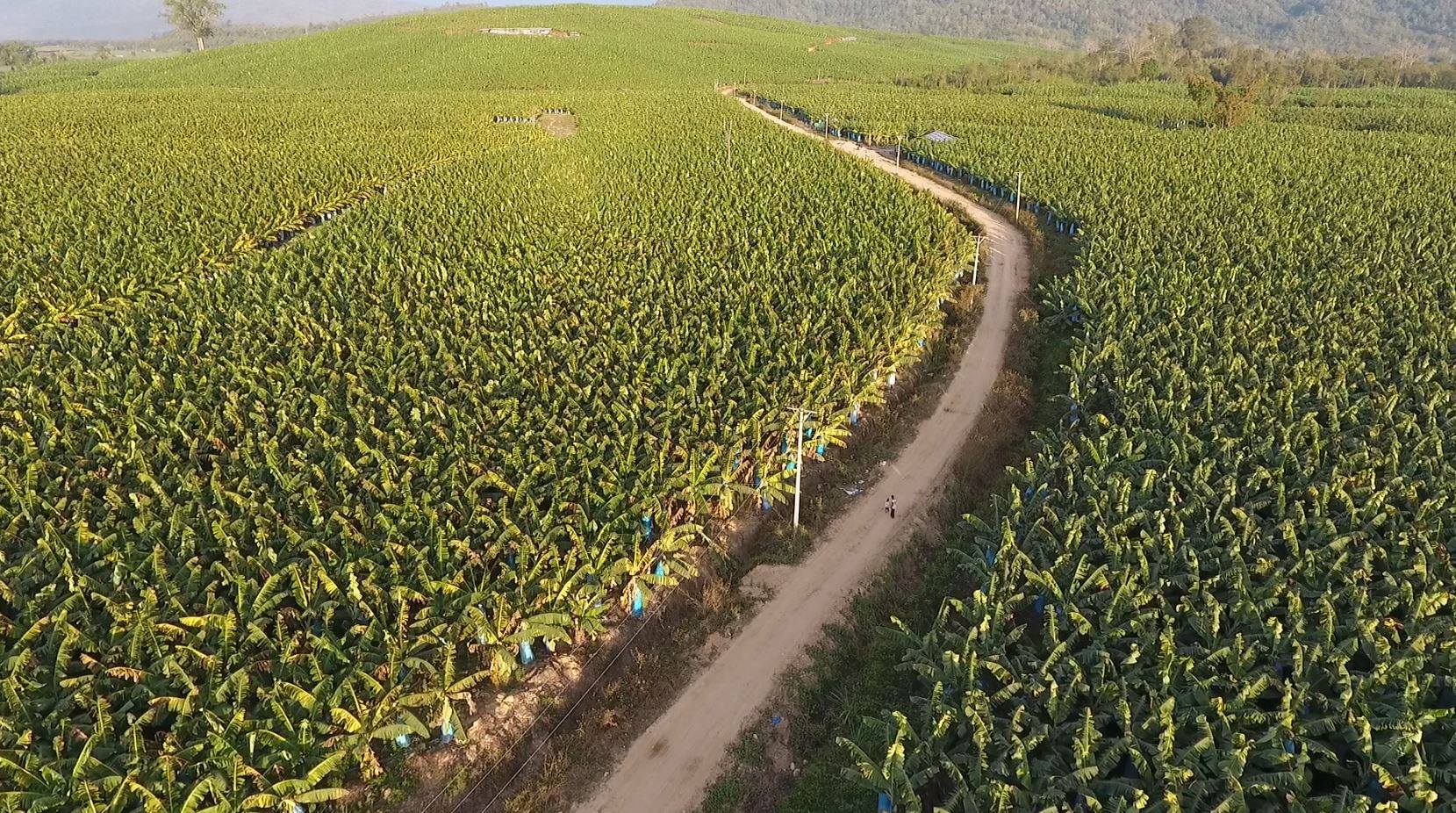 မြစ်ကြီးနားတွင် တစ်ရှူးငှက်ပျောစိုက်ခင်းက စွန့်ပစ်ပစ္စည်းကြောင့် သဘာဝပတ်ဝန်းကျင် ထိခိုက်