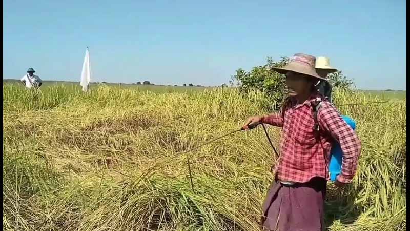 ဝက်လက်မြို့နယ်တွင် နည်းစနစ်ပြောင်းလဲစိုက်ပျိုးသဖြင့် ရွှေဘိုပေါ်ဆန်းစပါး ထွက်နှုန်းတိုး