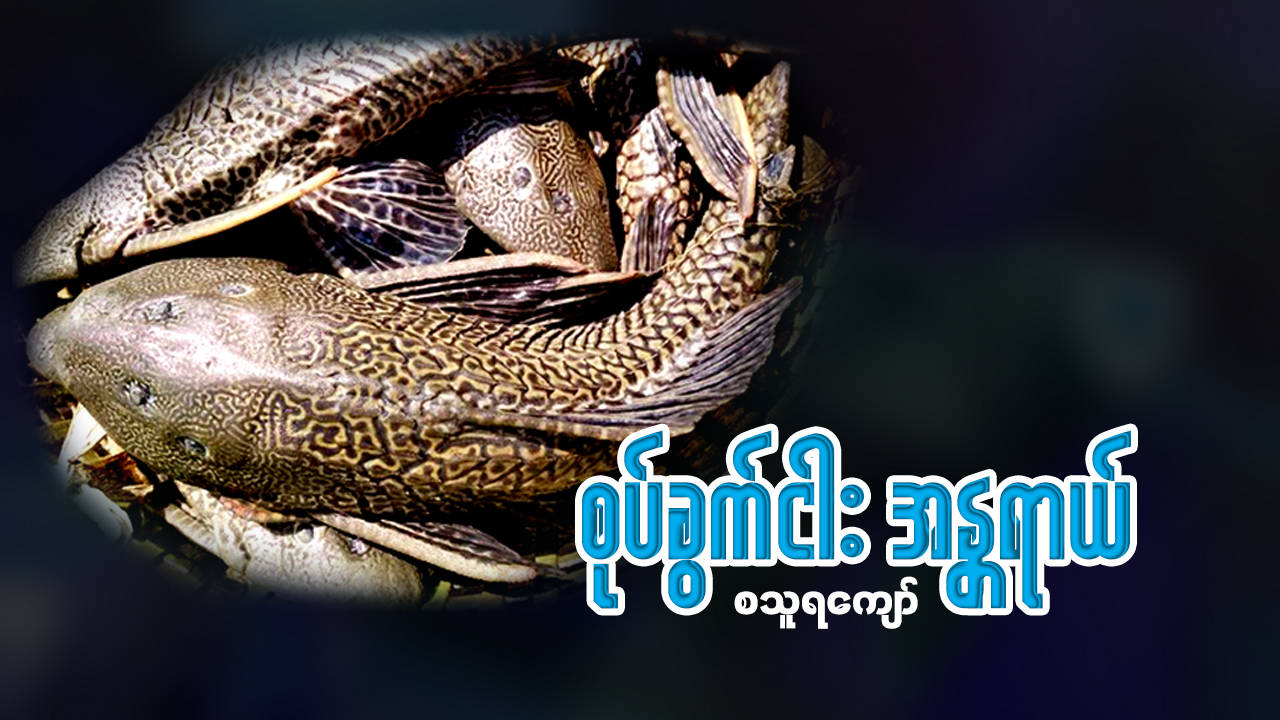 စုပ်ခွက်ငါး အန္တရာယ်