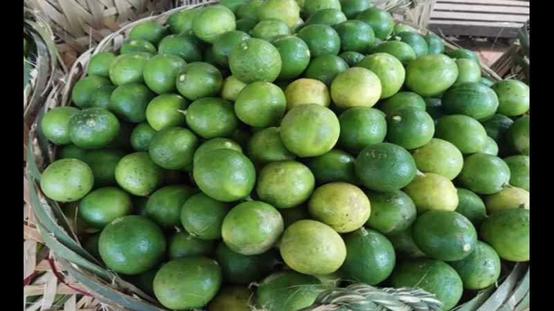 ရေးမြို့နယ်မှထွက်ရှိသည့် သံပုရာသီးများ ယခုနှစ် ဈေးကောင်းမရ
