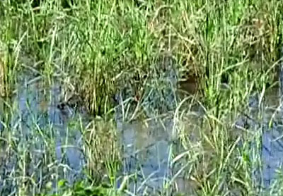 ပြင့္ျဖူျမို့တြင္ မုိးမ်ားမႈေၾကာင့္ စပါးခင္းမ်ား ပ်က္စီး